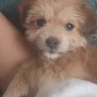 شیتزو پامر|سگ|آبیک, |دیوار