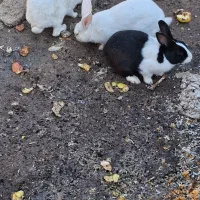 خرگوش با قیمت مناسب|موش و خرگوش|خرمشهر, |دیوار