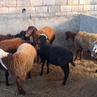 گوسفند نر پروار شده|حیوانات مزرعه|قائم‌شهر, |دیوار