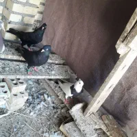 کبوتر برای فروش|پرنده|شادگان, |دیوار