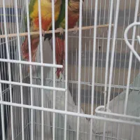 گرینچیک اناناسی