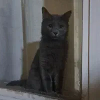 گربه نربراجفت گیری