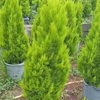 لاوسون|گل و گیاه طبیعی|چابکسر, |دیوار