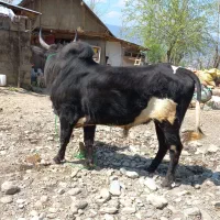 گاو نر ورزا کوله درجه یک