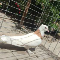 کبوتر طوقی پاپر