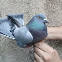 کفتر پرشی