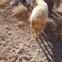 بره ماده شیشک قوچ|حیوانات مزرعه|داران, |دیوار