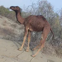 شتر نر|حیوانات مزرعه|میناب, |دیوار