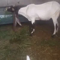 بز اصلی وهیکلی عالی