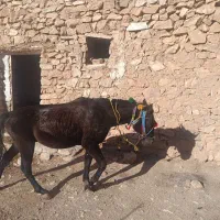 اسب کورد|اسب و تجهیزات اسب‌سواری|سرشیو, |دیوار