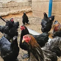 خروس برهما اصیل|حیوانات مزرعه|شیراز, شهرک فجر|دیوار