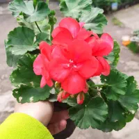 گل های سینره  5-10-هزار شمعدانی 100و150هزار