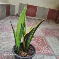 گل سانسوریا|گل و گیاه طبیعی|سلماس, |دیوار