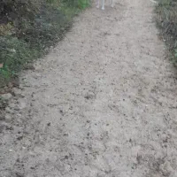 پوینتر انگلیس آلمان