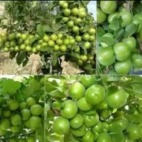 فرصت ویژه خرید وکاشت نهال|خدمات باغبانی و درختکاری|بوئین زهرا, |دیوار