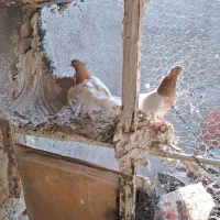 کله‌زر|پرنده|بستان آباد, |دیوار