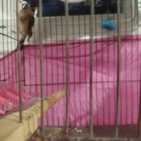 سهره و جوجه سهره قناری|پرنده|شهریار, شهرک امیریه|دیوار