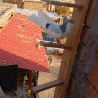 سه تا کبوتر پرشی|پرنده|اسفراین, |دیوار