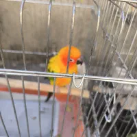 12جفت طوطی گرینجک ردفاکتوری|پرنده|بوکان, |دیوار