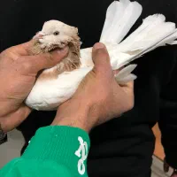 کفتر هما زردی کاکلی