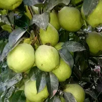 خدمات باغبانی هرس کاری کود دهی|خدمات باغبانی و درختکاری|محمدشهر, عباس آباد|دیوار