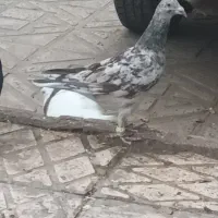 هفرنگ خرمایی|پرنده|اقبالیه, |دیوار