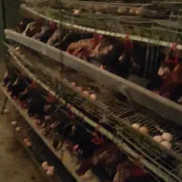 مرغ بومی تخمگذار (زیر قیمت)|پرنده|قنوات, |دیوار