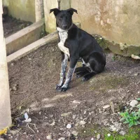 واگذاری سگ قهدریجانی نر