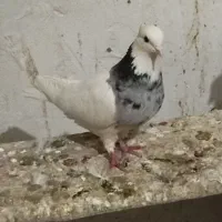 طوقی ماده  .