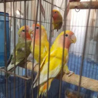 کوتوله عدد ۵۰۰