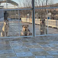 خونه-باغ-ویلایی-واقع-در-زنجان-چایی