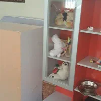 بوفه تخت ماشین|تخت و سرویس خواب|تبریز, |دیوار