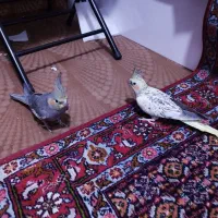 عروس هلندی جفت