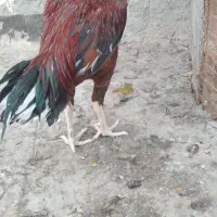 خروس فروشی|حیوانات مزرعه|بندرعباس, |دیوار