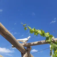 کبوتر طوقی معاوضه با هرچیزی کارم بیاد|پرنده|حمیدیا, |دیوار