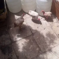جوجه