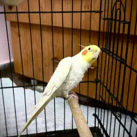 عروس هلندی نر با قفس|پرنده|ساری, |دیوار
