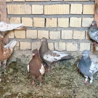 بهبونی پرشی|پرنده|شیراز, فرودگاه شهید دستغیب شیراز|دیوار