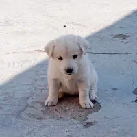 سگ پا کوتاه|سگ|بندرعباس, |دیوار