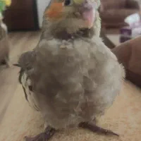 جوجه عروس هلندی|پرنده|تبریز, |دیوار