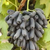 نهال انگور