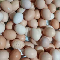 تخم مرغ محلی