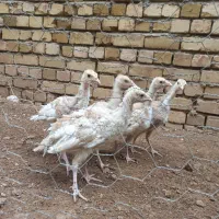جوجه بوقلمون ۳یا۴ماهه سالم
