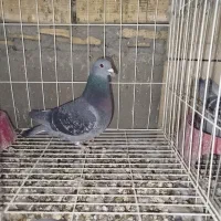 سه.عددکبوتر‌پلاکی‌مسافتی‌پدر‌مادر‌نشسته|پرنده|مسجد سلیمان, |دیوار