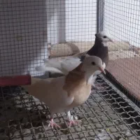 کفتر گرفتنی|پرنده|خوشاب, |دیوار