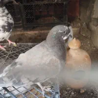 کفتر|پرنده|میناب, |دیوار