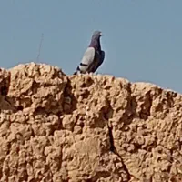 کفتر صداکن اصفهانی