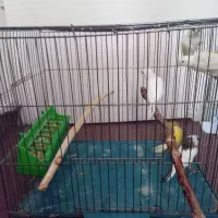 فروش قناری نر و ماده