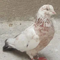 کفتر پرشی به شرط