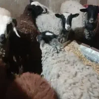 12عددبره از30کیلو تا40کیلو|حیوانات مزرعه|نجفآباد, طالقانی|دیوار